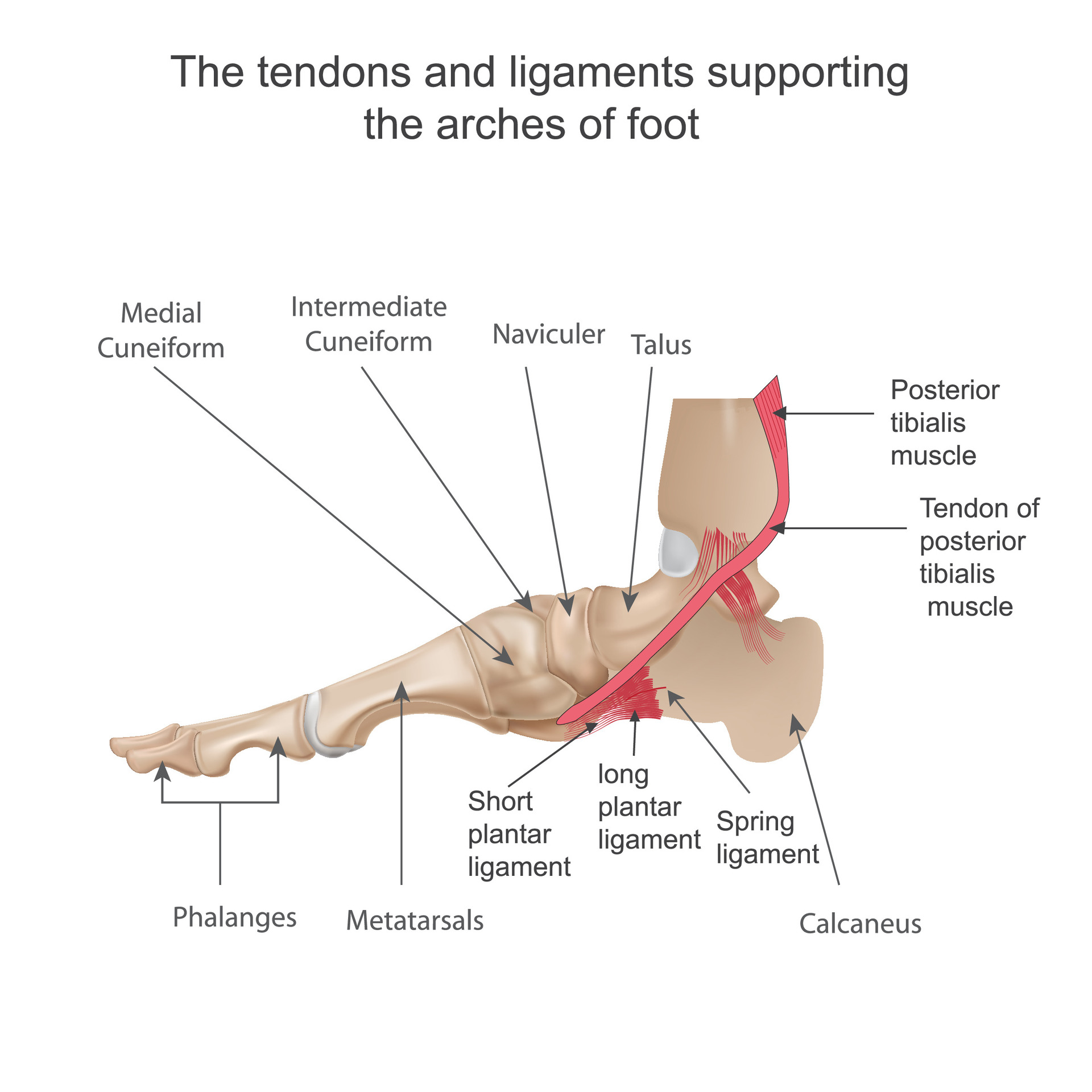 ankle tendons and ligaments